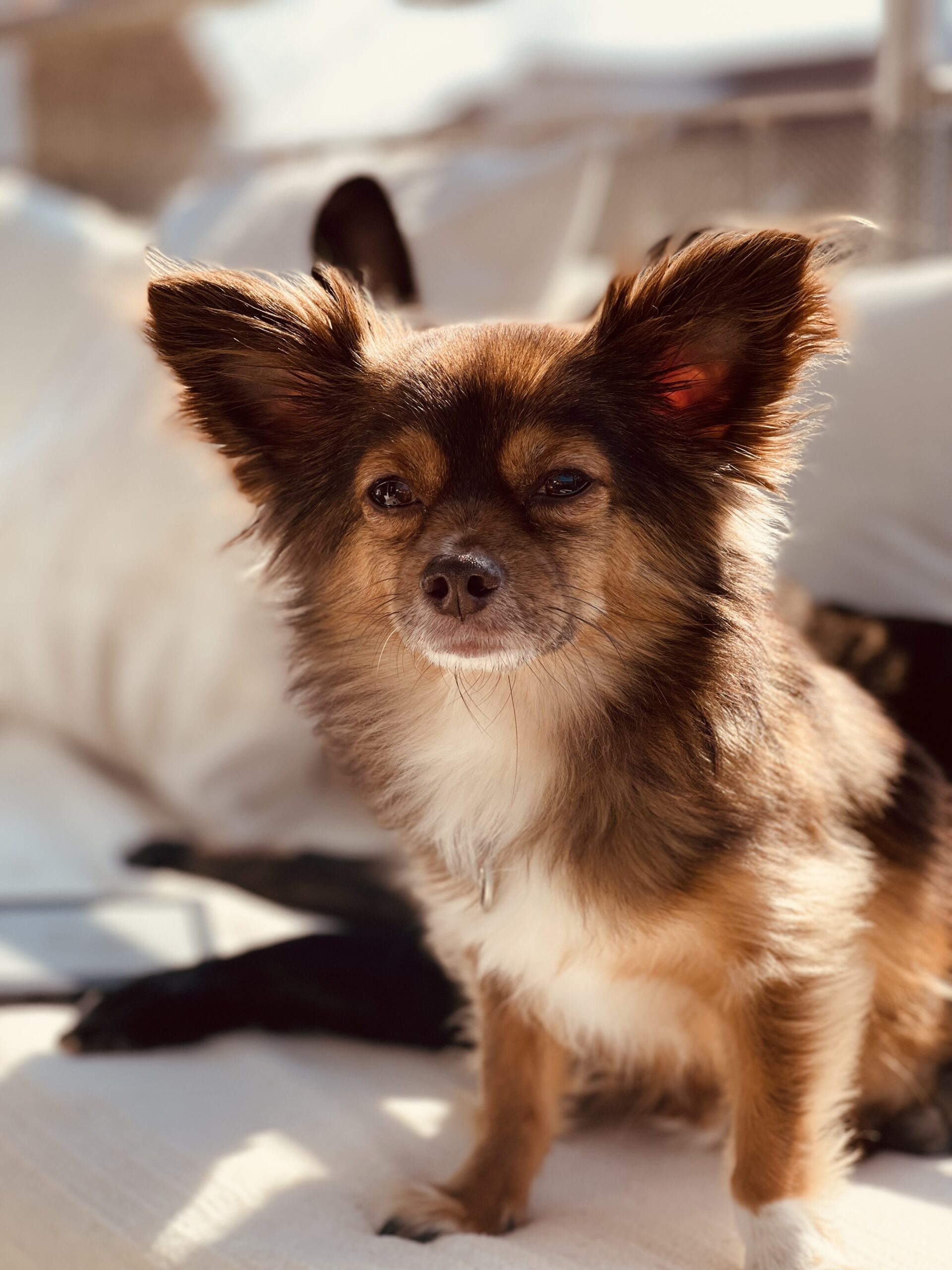 Yoga Retreat Nervensystem Regulation